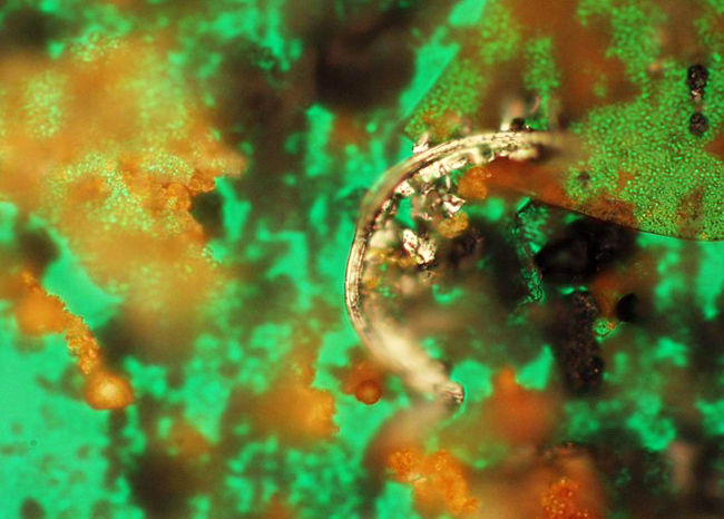 铁谱分析谱片显微图二